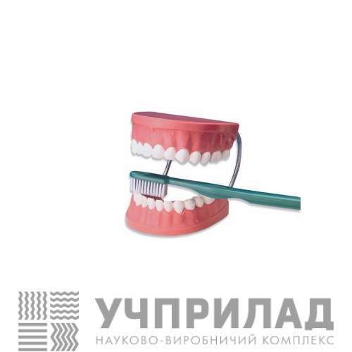 Модель "Догляд за зубами"