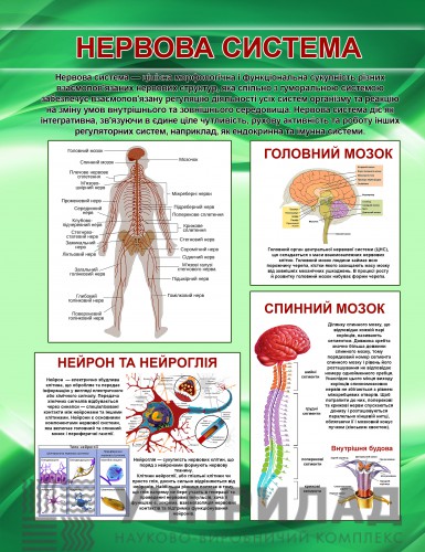 Плакат на банерній тканині "Нервова система людини" 80*100см