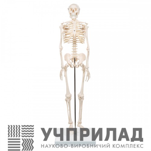 Скелет людини 170см