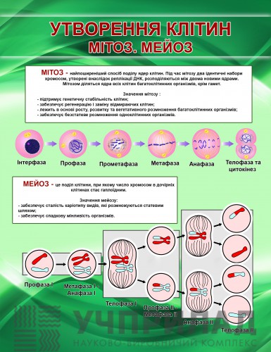 Плакат на банерній тканині "Утворення клітин. Мітоз. Мейоз" 80*100см