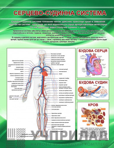 Плакат на банерній тканині "Серцево-судинна система" 80*100см