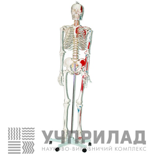 Скелет людини 181 см.