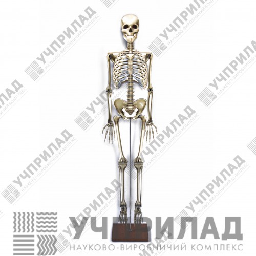 Модель скелета людини розбірна (150-170см)