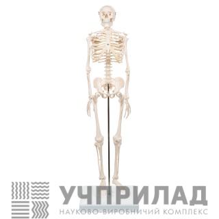 Скелет людини 85 см