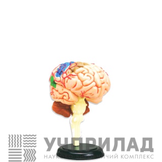 Головний мозок людини