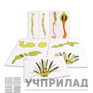 Модель-аплікація «Розмноження моху»