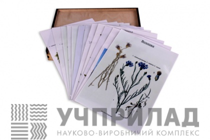 Гербарій «Рослини природних зон України»