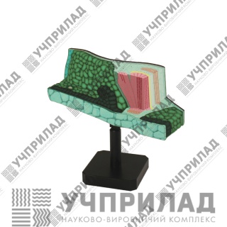 Модель "Будова листка"