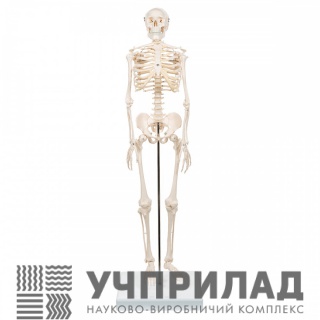 Скелет людини 170см