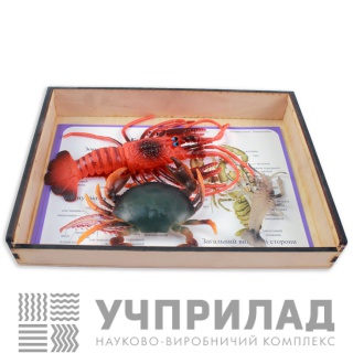 Колекція «Ракоподібні»