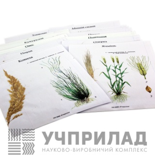 Гербарій "Злакові рослини"