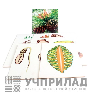 Модель-аплікація «Розмноження сосни»
