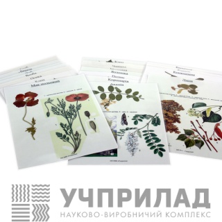 Гербарій «Дикорослі рослини»