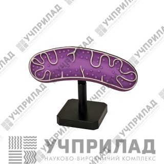 Модель "Мітохондрії"