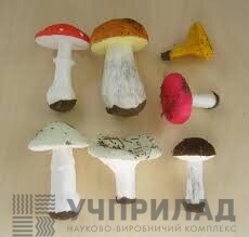 Набір муляжів "Грибів"(7 видів)