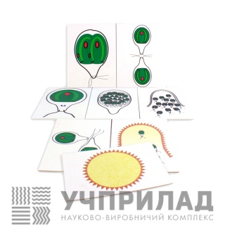 Модель-аплікація «Розмноження водоростей»