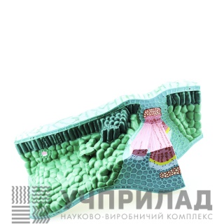 Модель "Будова листка"