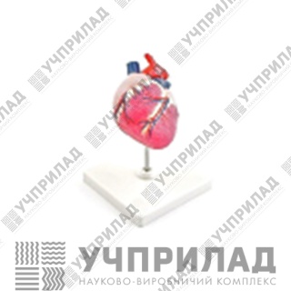 Серце людини