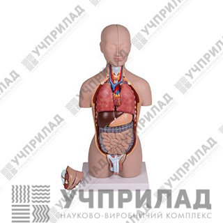 Торс людини