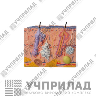 Барельєфна модель "Будова шкіри людини"
