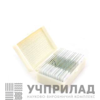 Гриби та лишайники