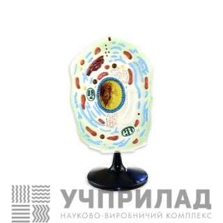 Модель "Клітина живого організму"