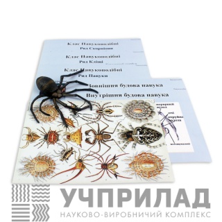 Колекція «Павукоподібні»
