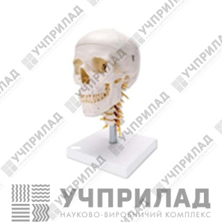 Череп людини