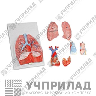 Легені людини