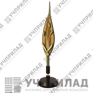 Квітка пшениці