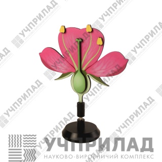 Квітка яблуні