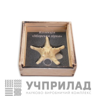 Колекція «Морська зірка»