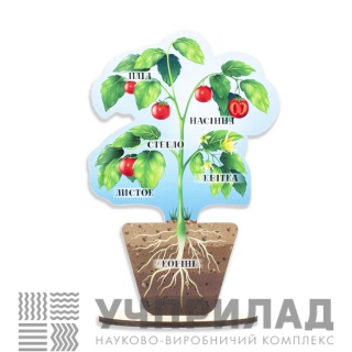 Модель будови рослин (на підставці)