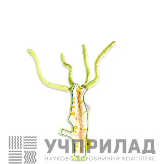 Модель "Гідра"