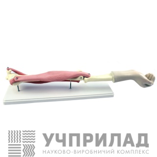 Ліктьовий суглоб людини