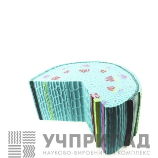 Модель "Будова стебла"
